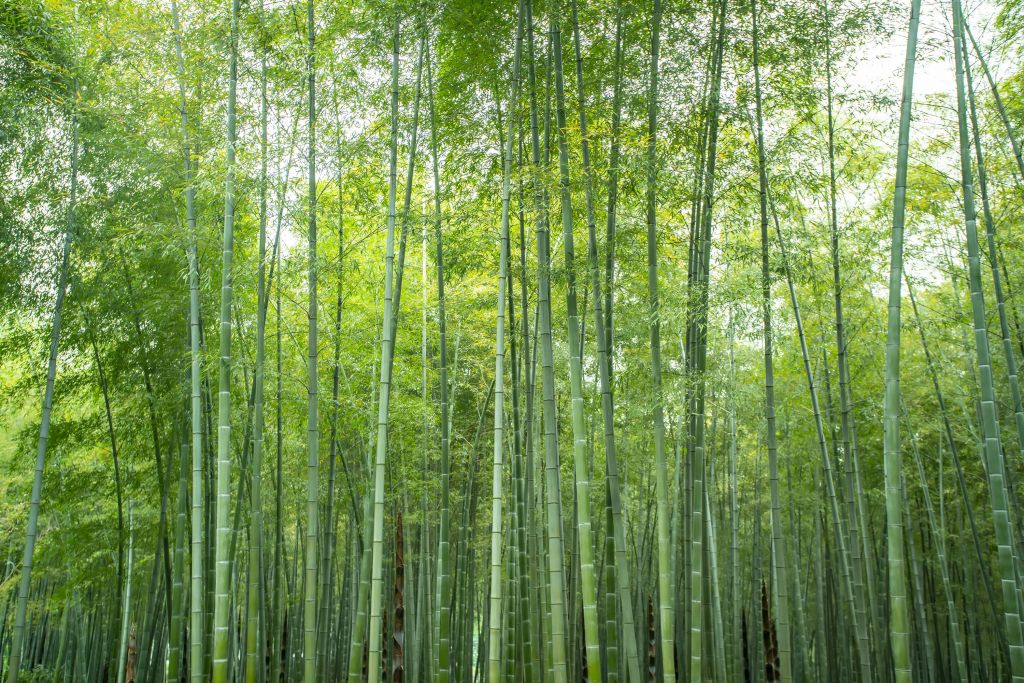Bosque verde de bambú