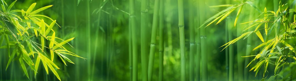 Bambú y hojas