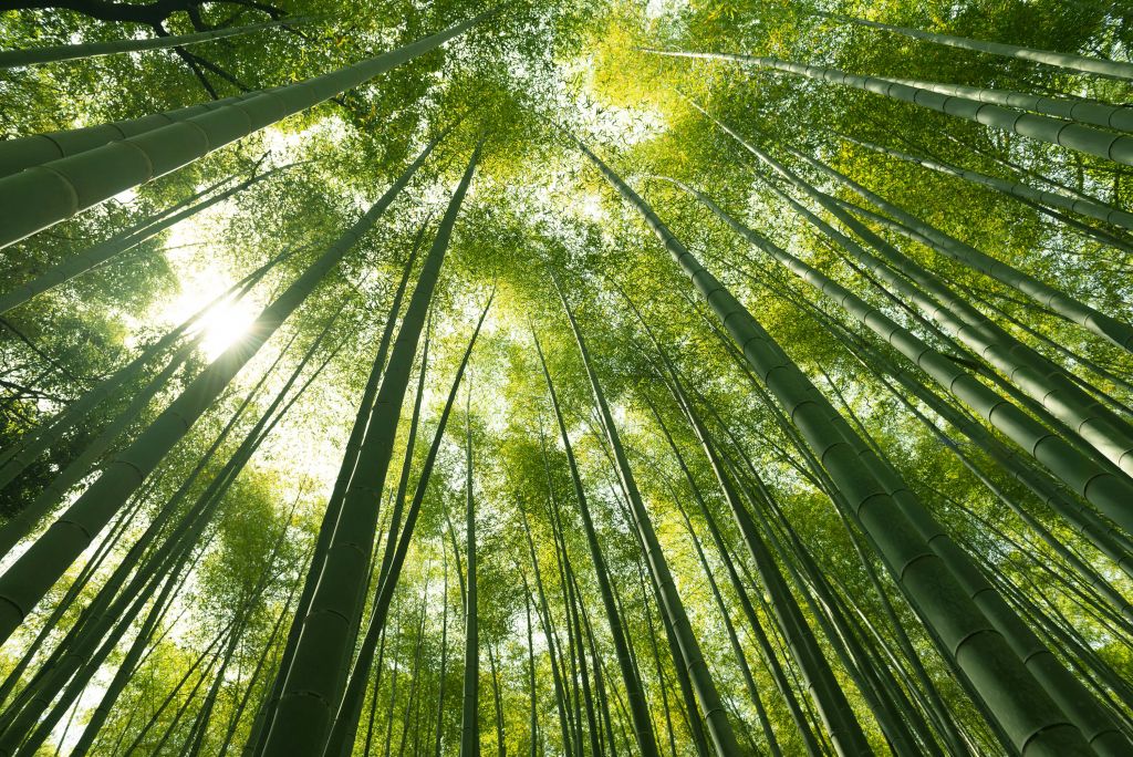 Bosque de bambú en Japón