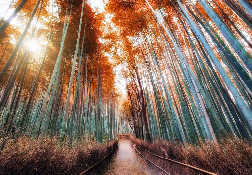Bosque de bambú otoñal