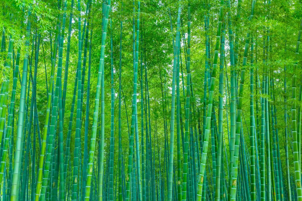 Un verde bosque de bambú
