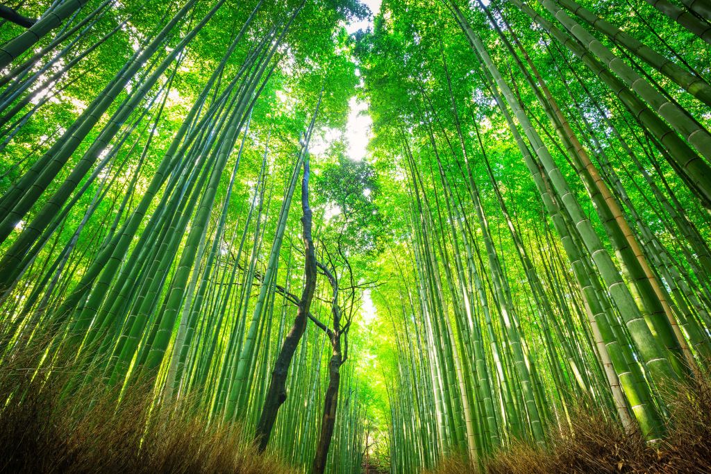 Bosque de bambú de Arashiyama