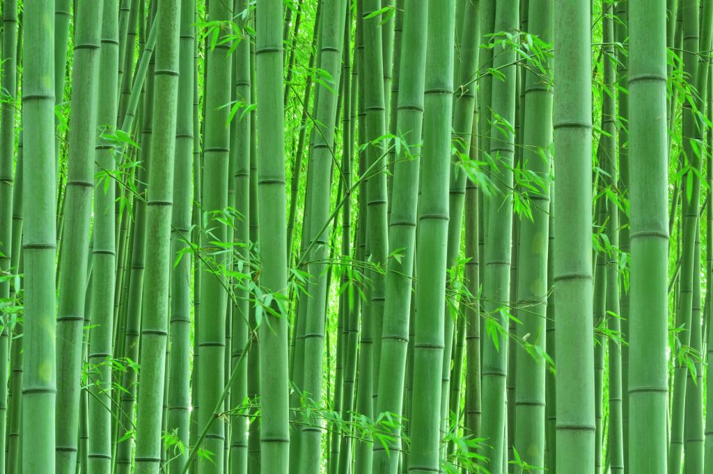 Primer plano del bosque de bambú
