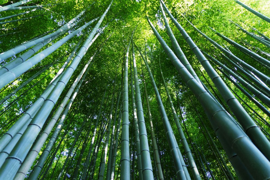 Bosque de bambú en Kioto