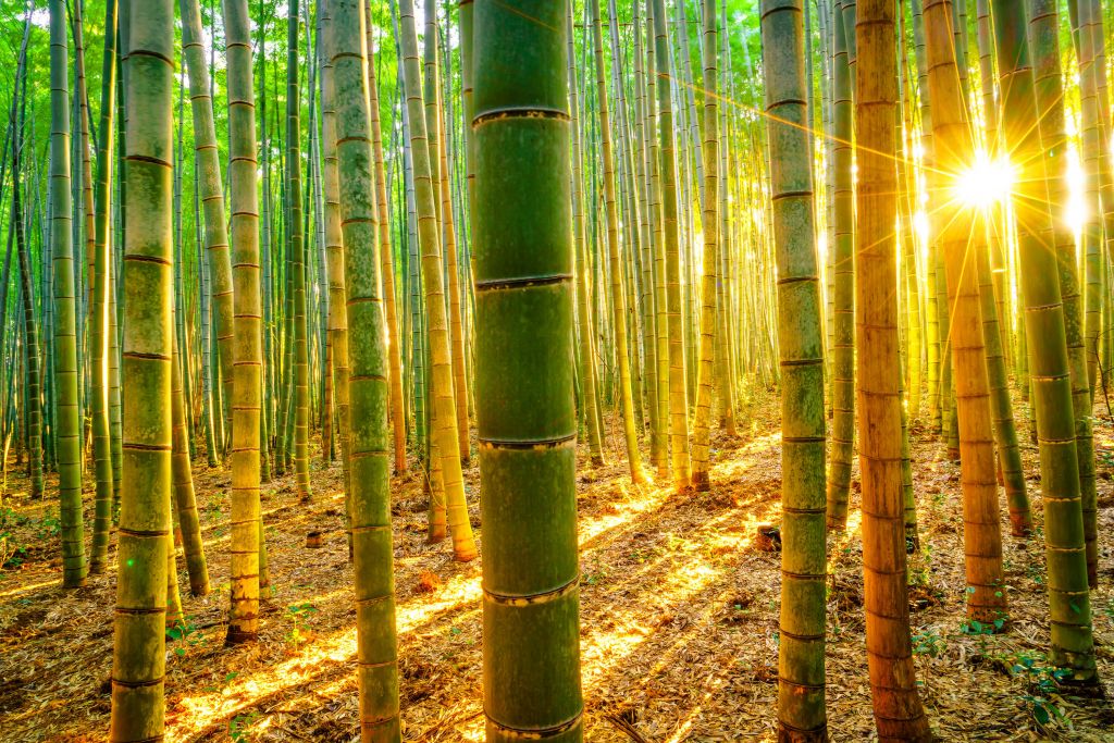 Bosque de bambú al amanecer