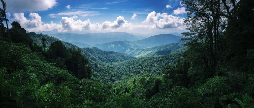 Bosque tropical verde