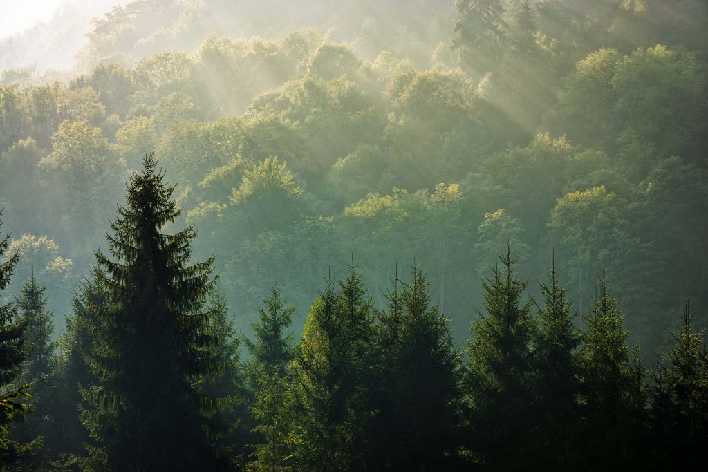 Rayos de sol sobre el bosque