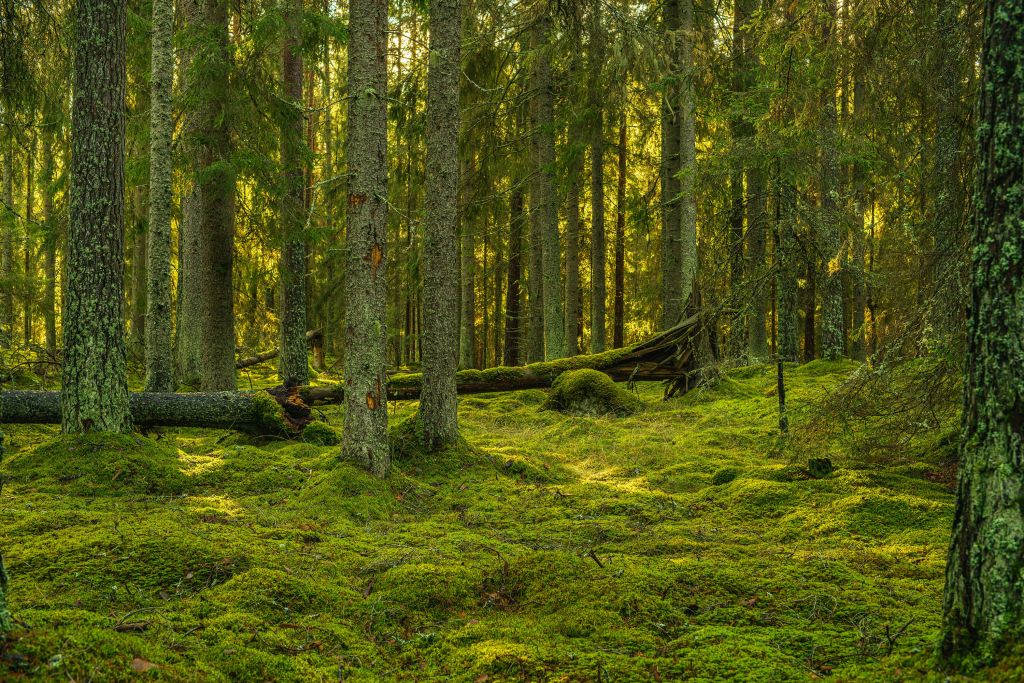 Bosque de pinos verdes