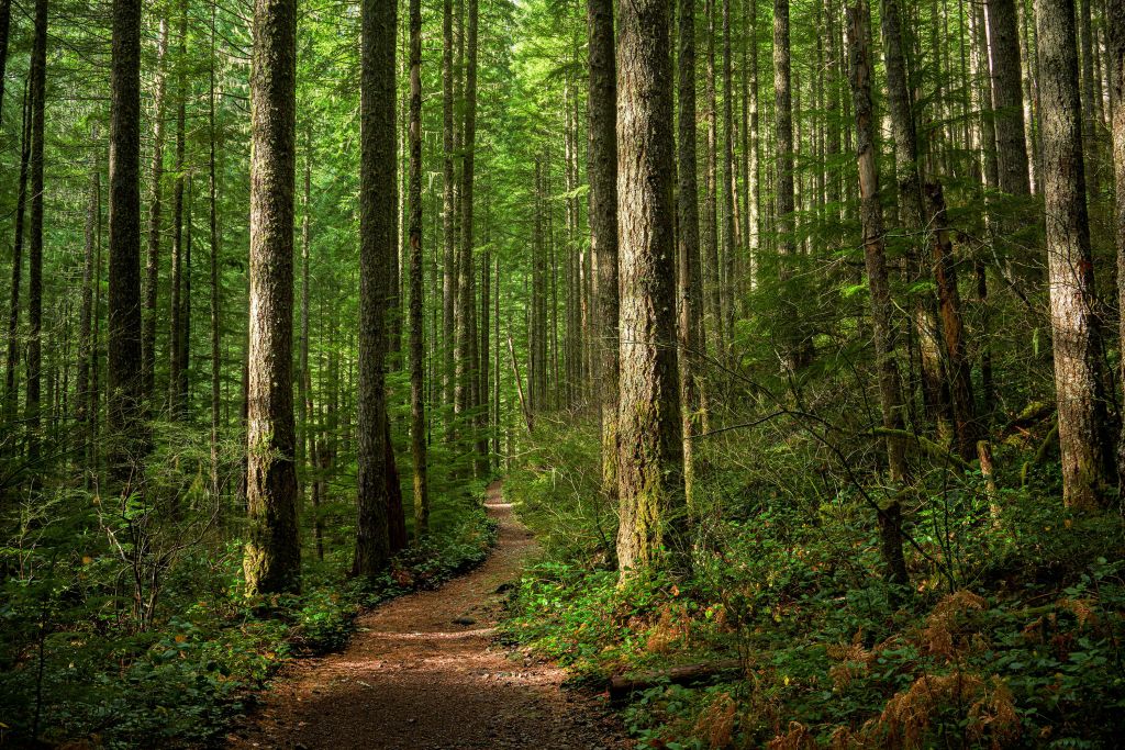 Camino en el bosque