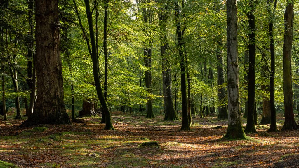 Paseo por el bosque