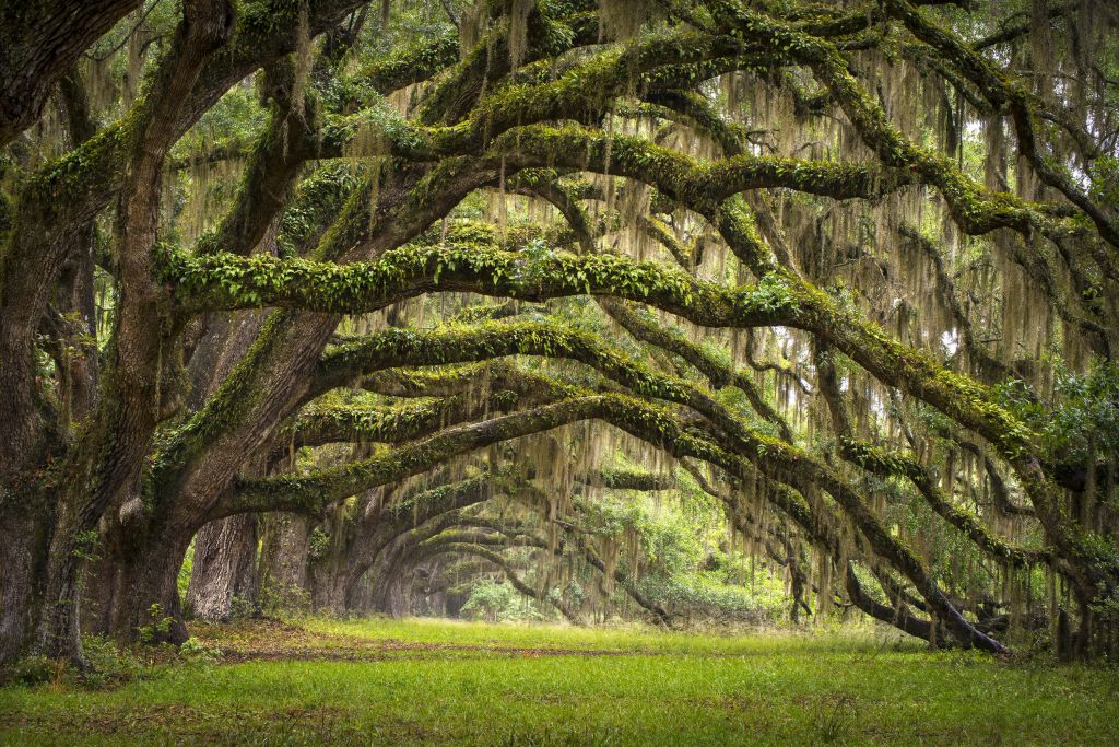 Bosque especial