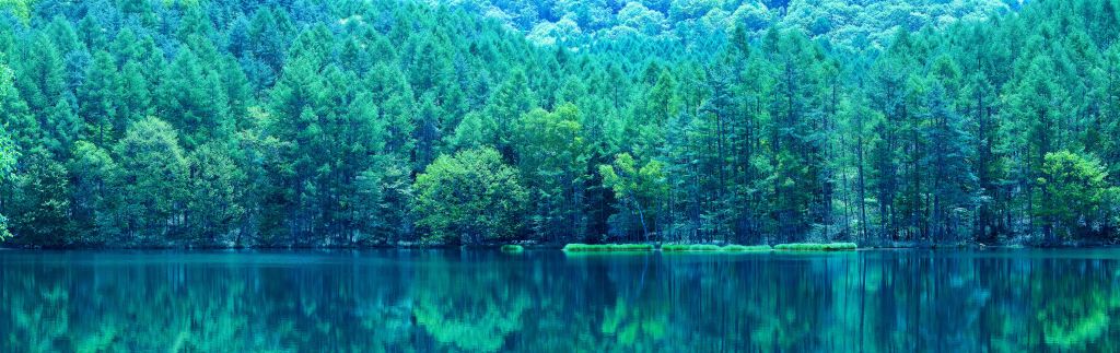 Lago en un bosque verde