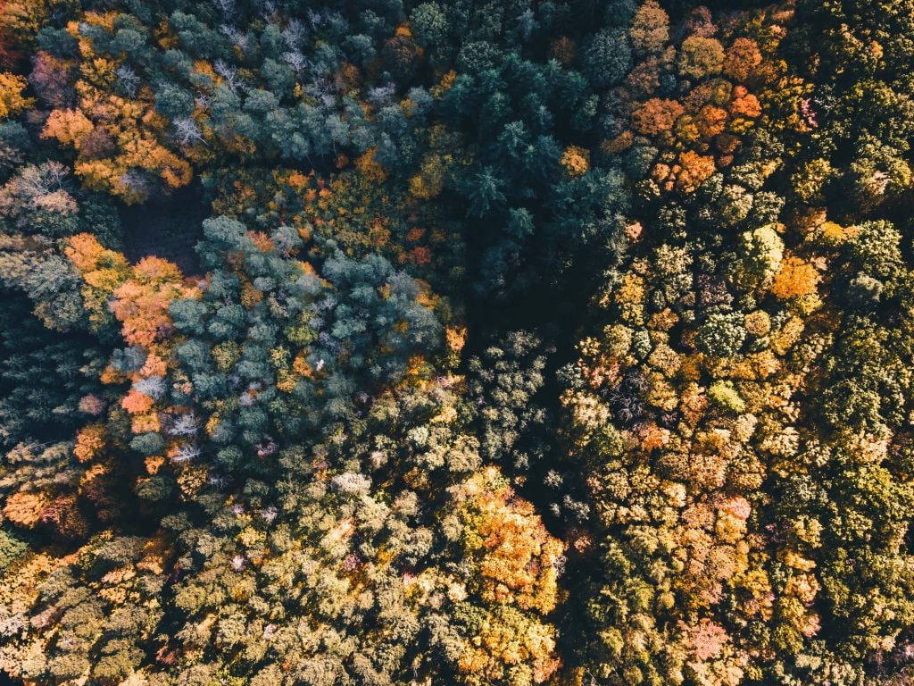 Bosque desde arriba