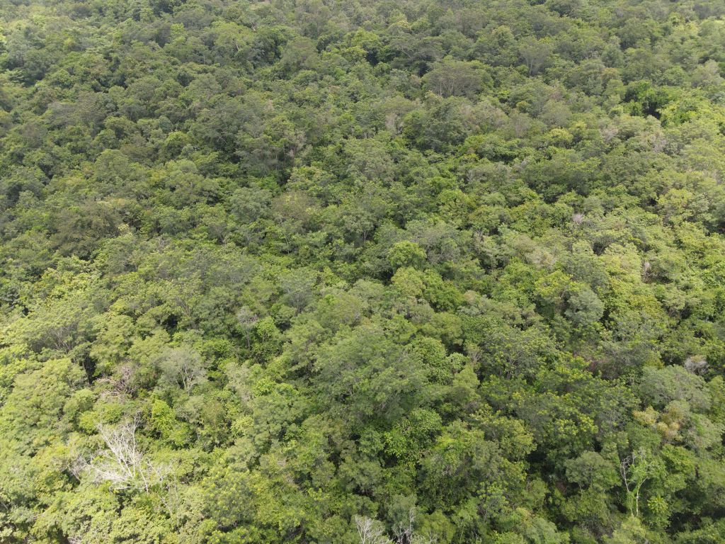 Bosque desde arriba