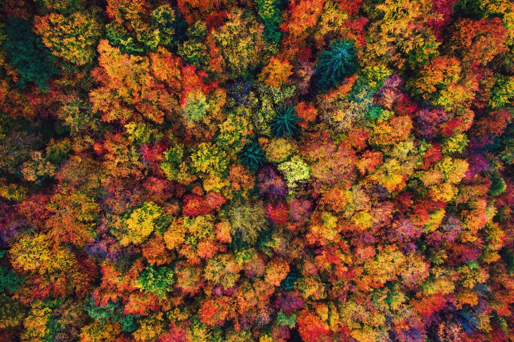 Vista aérea sobre el bosque otoñal