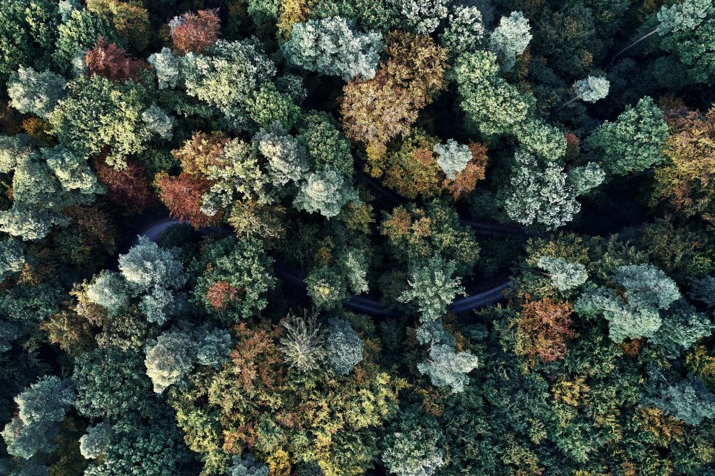 Bosque otoñal desde arriba