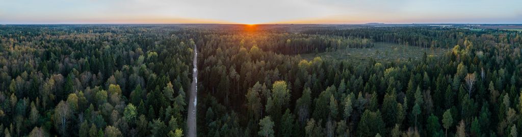 Foto aérea de árboles otoñales