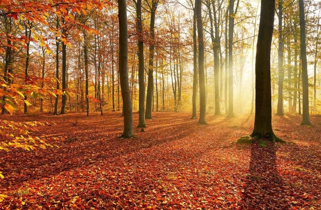 Mañana de otoño en el bosque