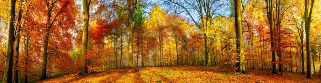 Panorama de un bosque colorido