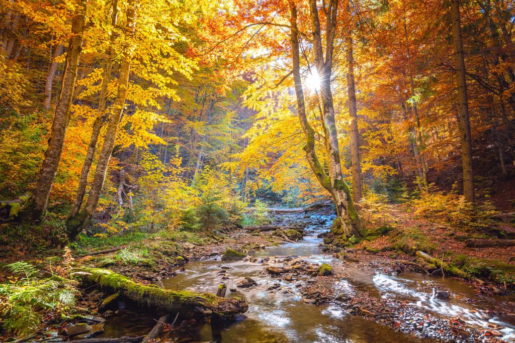 Otoño en el bosque salvaje