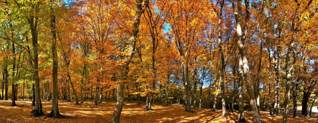 Otoño en el bosque