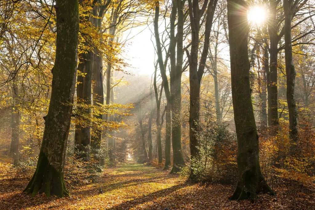 El bosque de Crécy