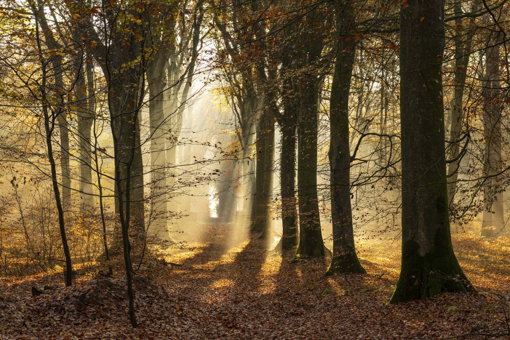 El bosque de Crécy