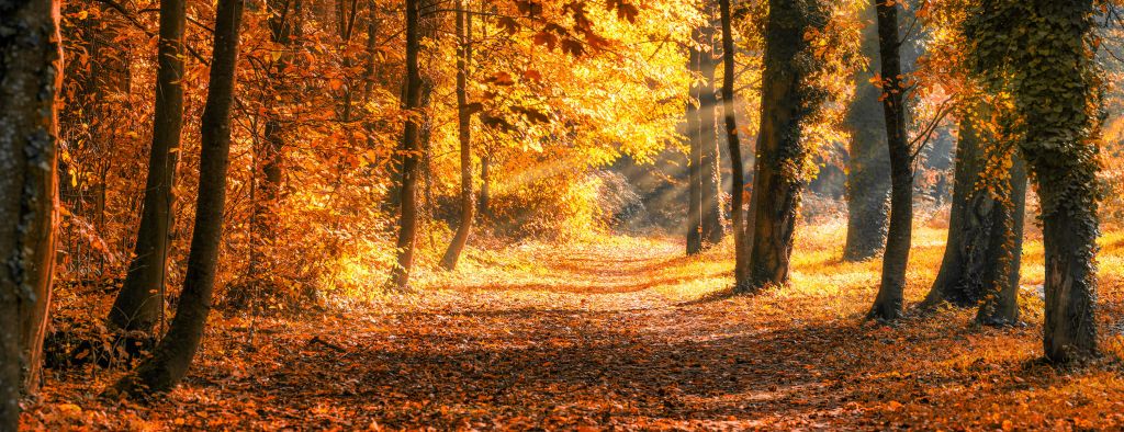 Panorama en otoño