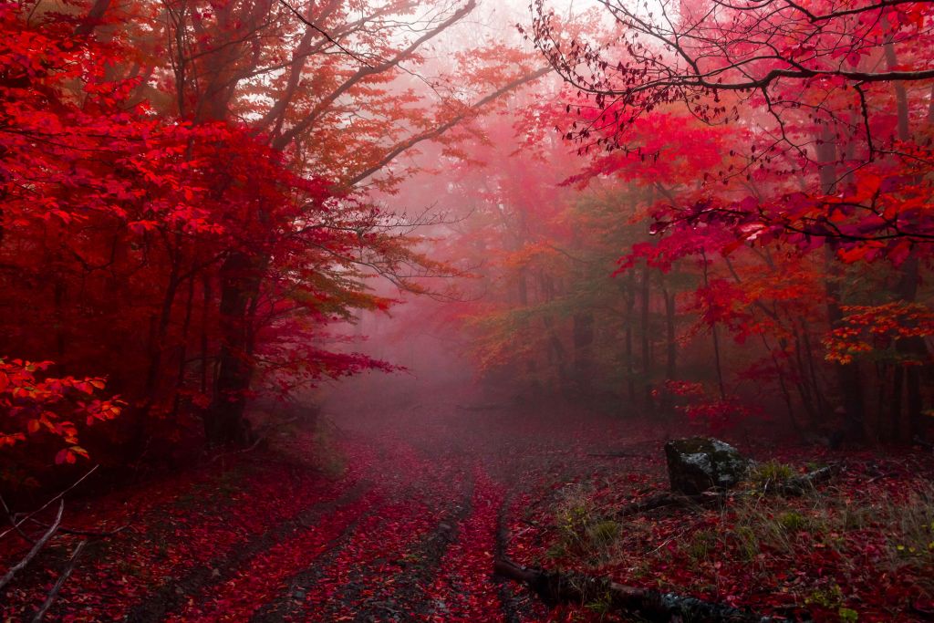 Bosque rojo