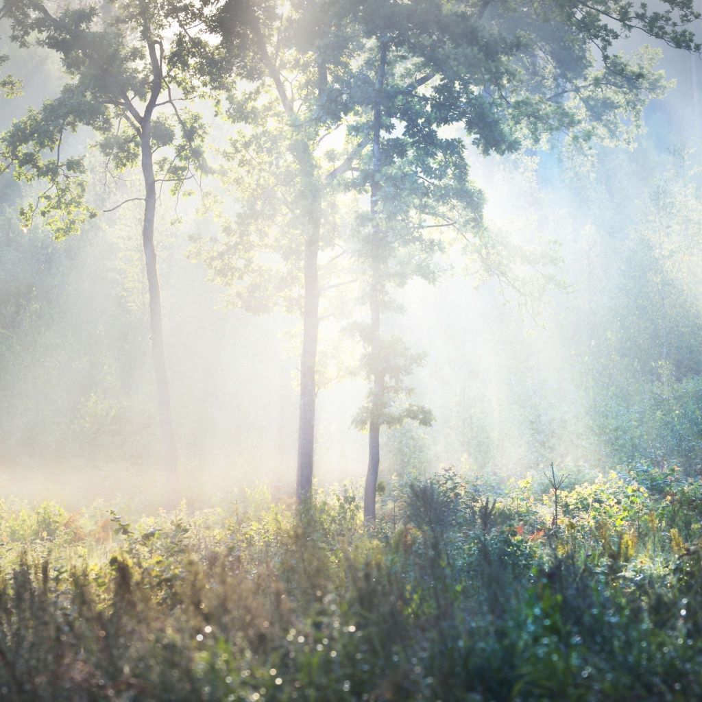 Un bosque misterioso