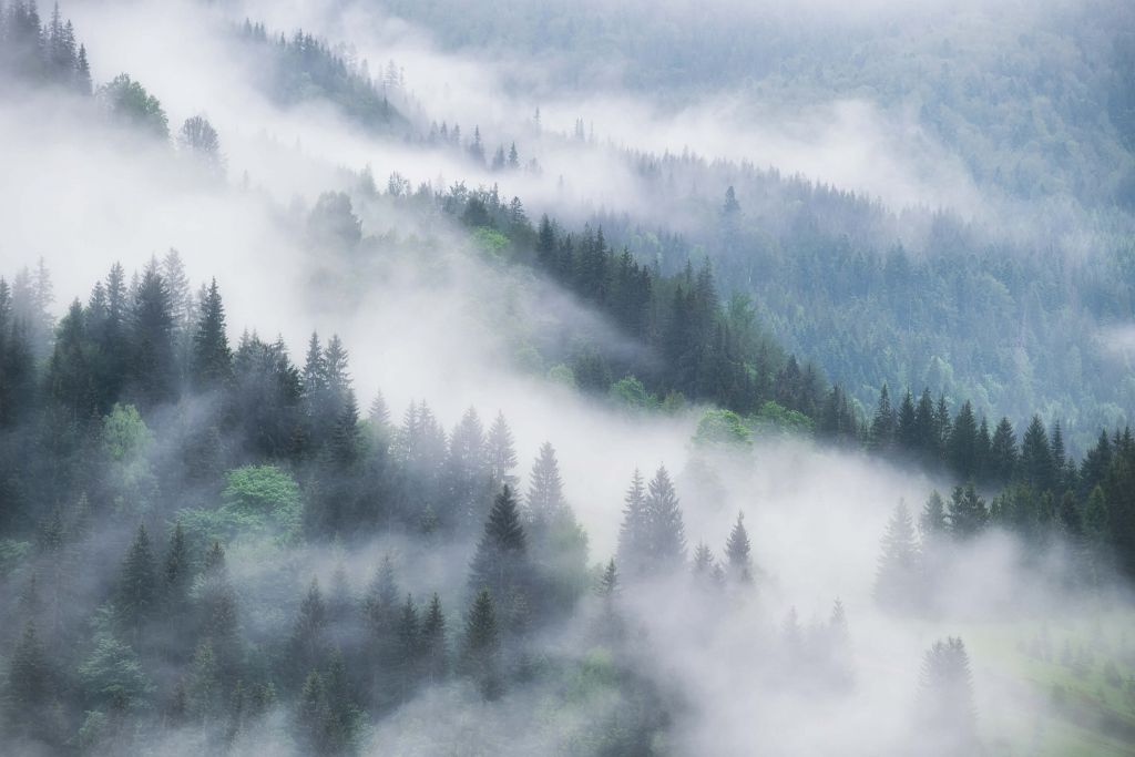 Bosque con niebla en las montañas