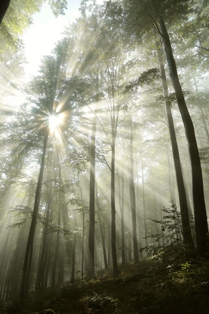 Bosque con niebla