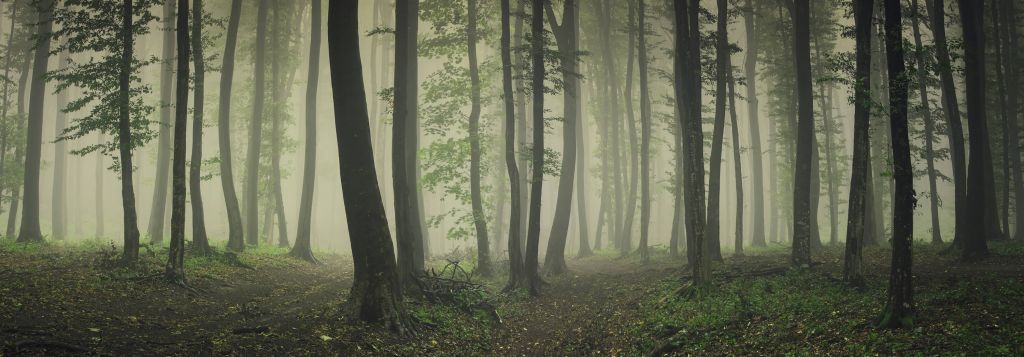 Niebla en el bosque verde