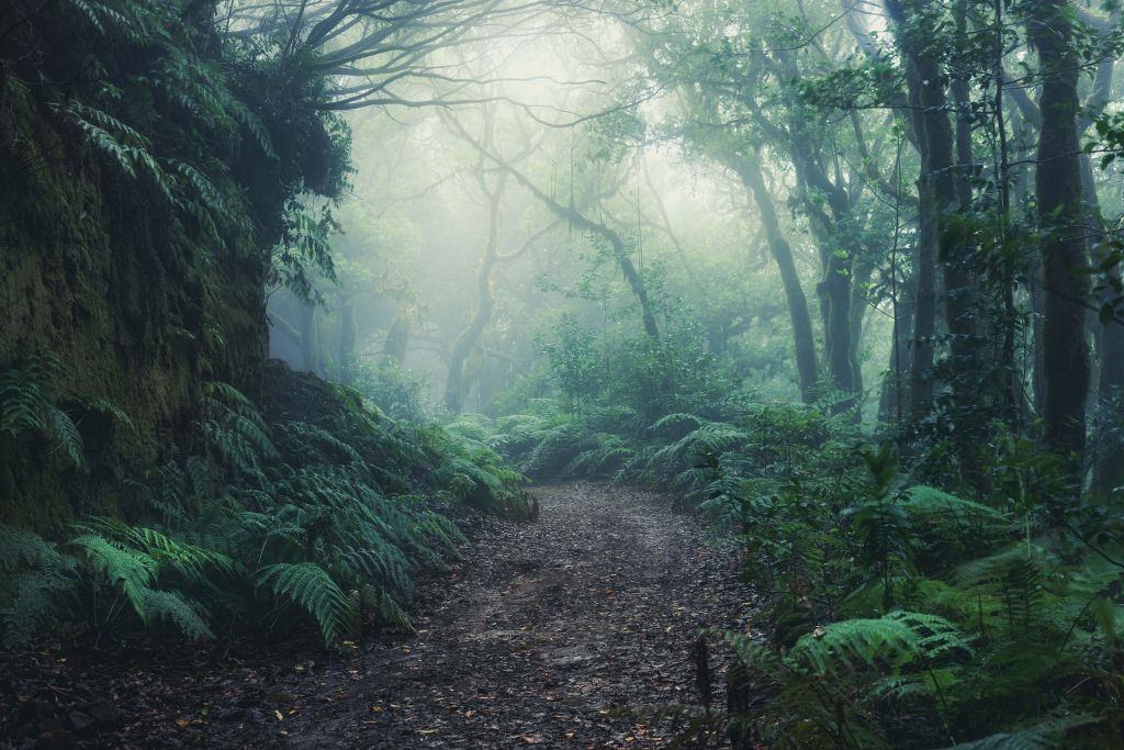 Bosque de niebla verde