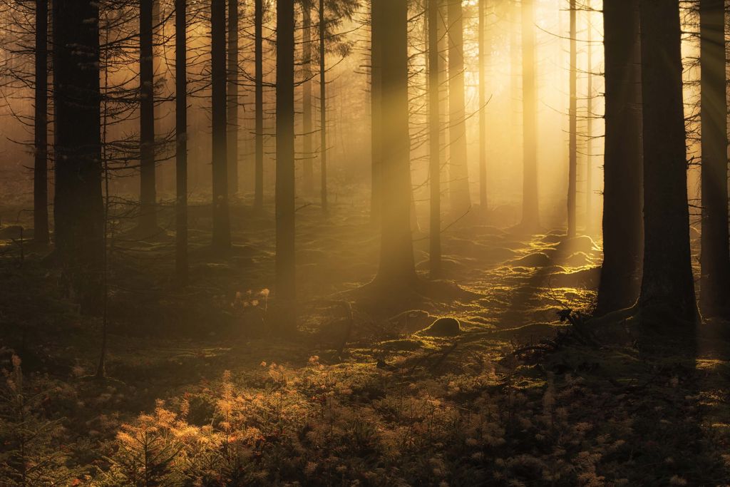 Bosque oscuro de otoño