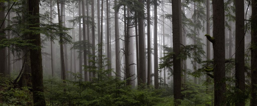 Bosque durante un día de niebla