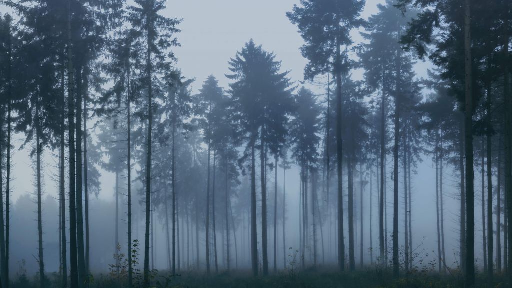 El paisaje de la niebla