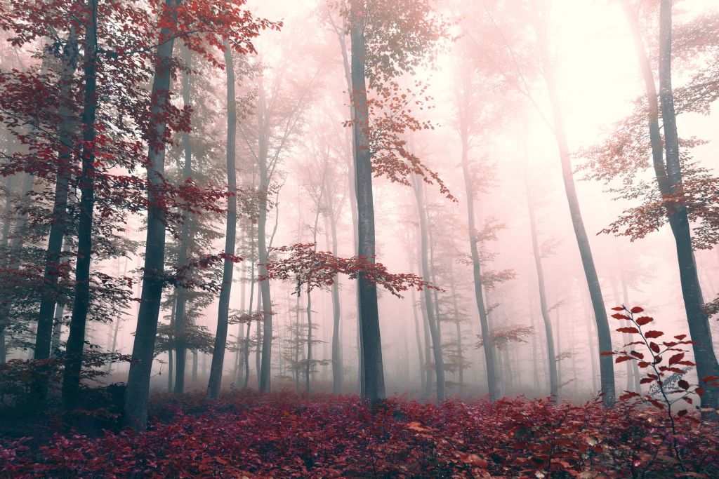 Paisaje de bosque rojo