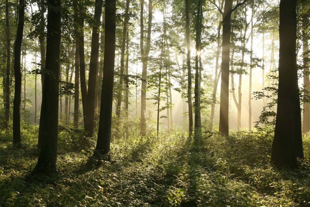 Bosque caducifolio con niebla