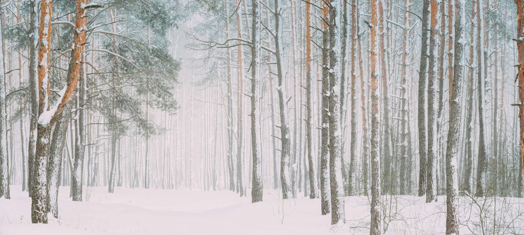 Bosque nevado