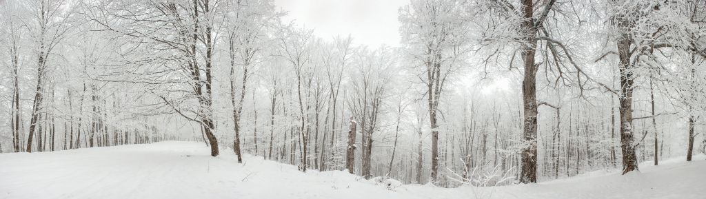 Bosque de invierno