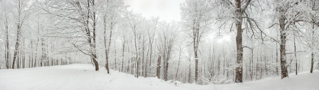 Bosque de invierno