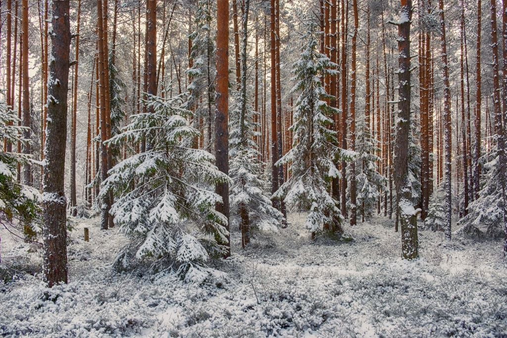 Bosque en la nieve