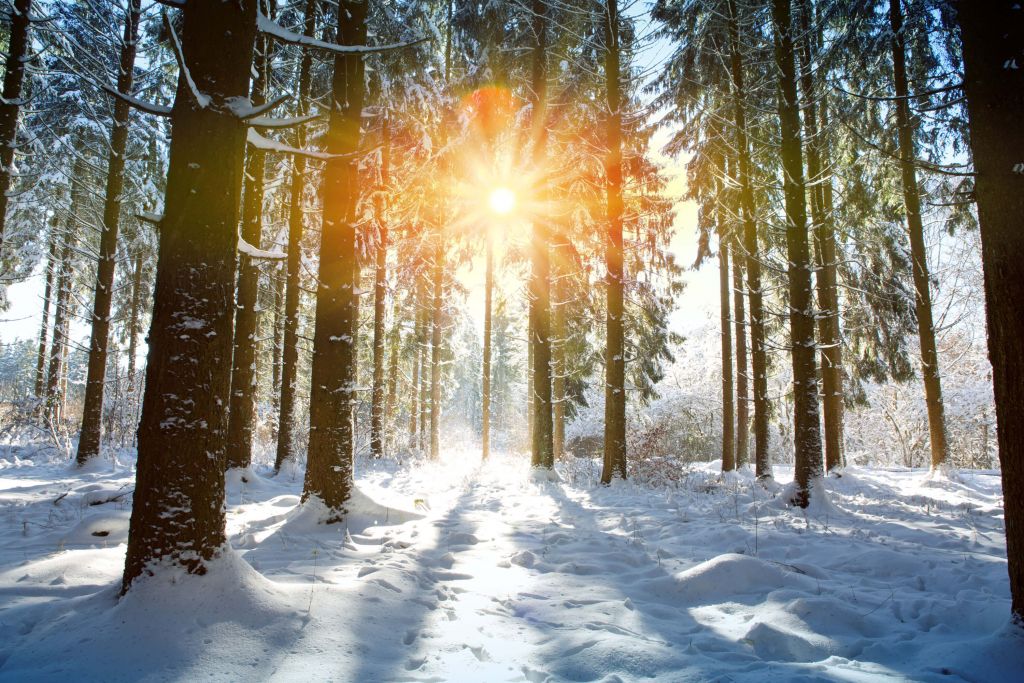 La luz del sol en el bosque de invierno