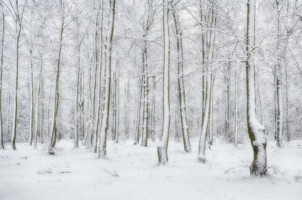 Bosque con nieve