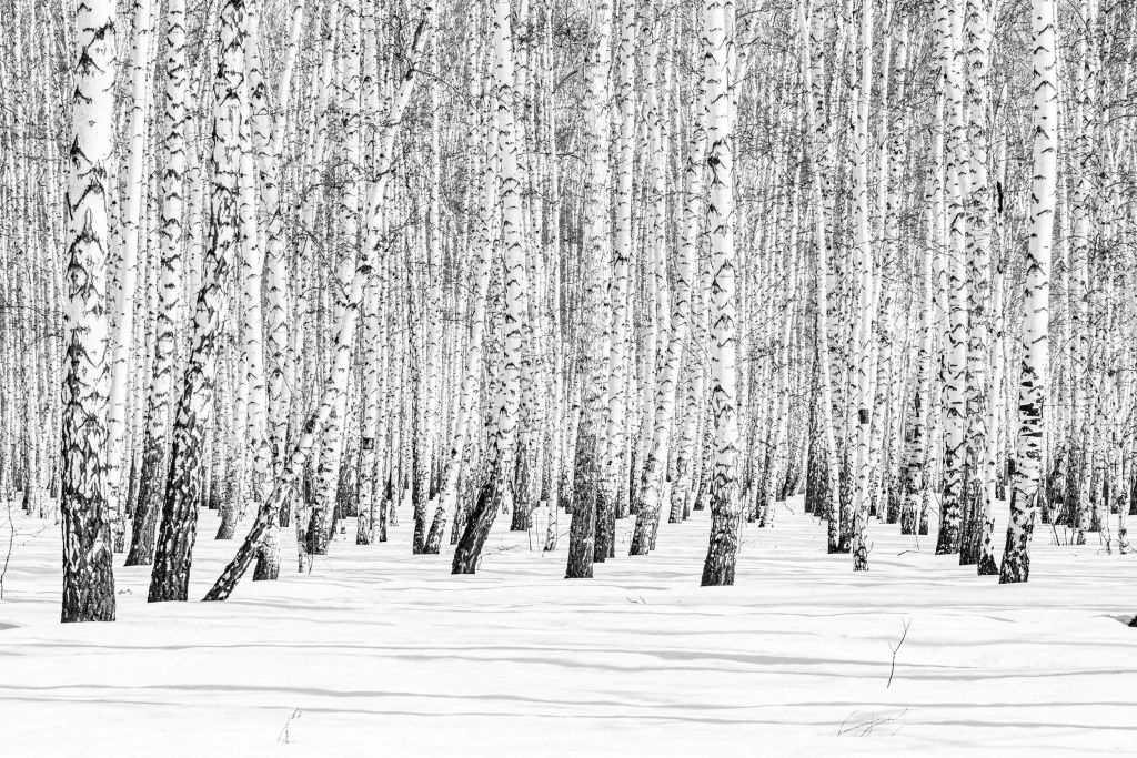 Bosque de abedules blancos