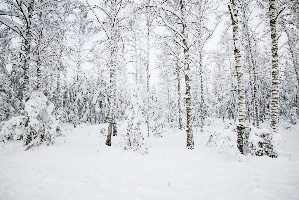 Bosque nevado