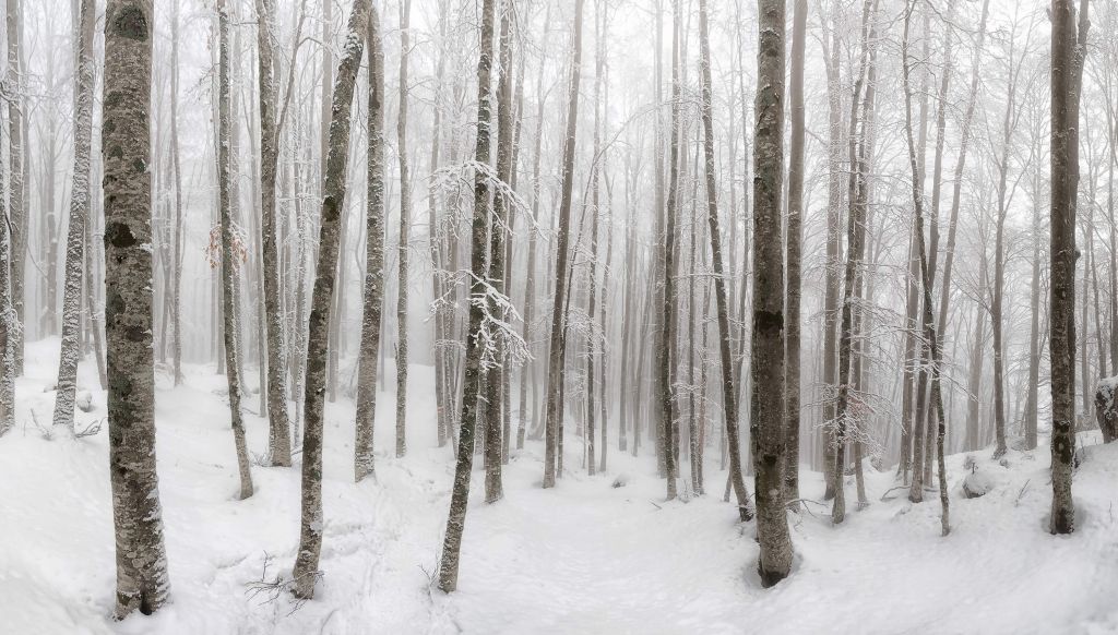 Bosque de hayas con nieve