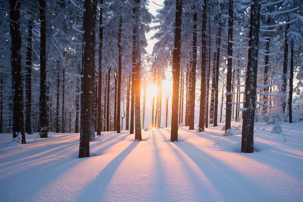 Puesta de sol en un bosque de invierno