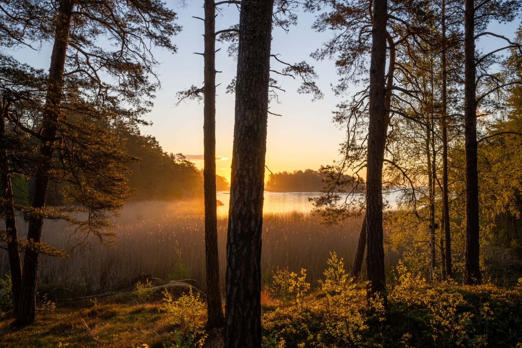 Bosque al atardecer